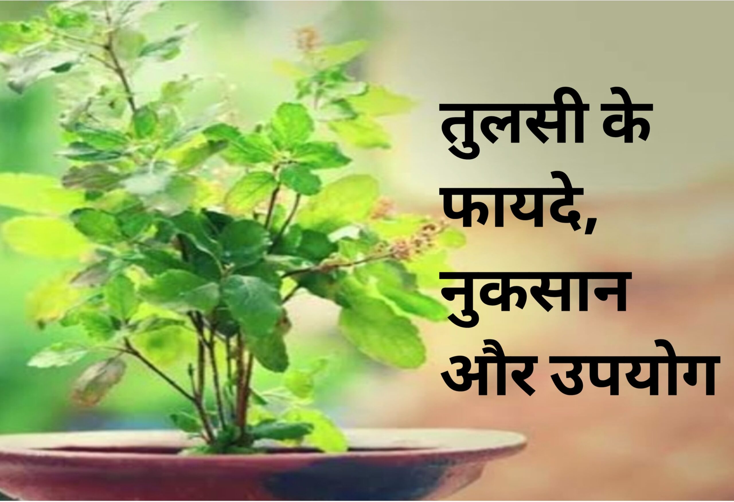 तुलसी के फायदे, नुकसान और उपयोग : Benefits, side effects and uses of Tulsi